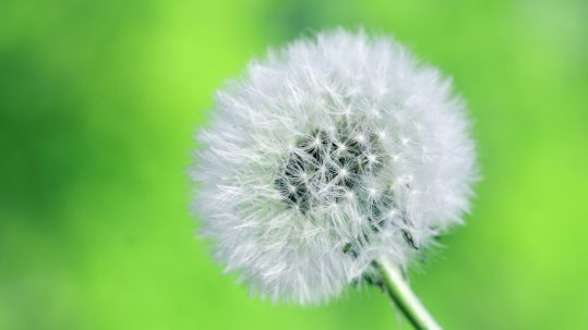 dandelion