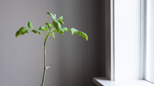 plant by window